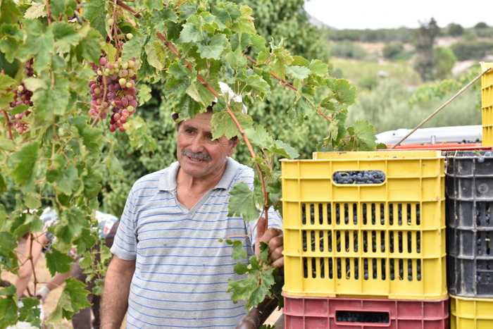 Sinadinakis in the vineyards